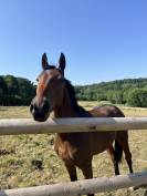 Jeune cheval pour CCE/CSO ou loisirs