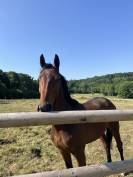Jeune cheval pour CCE/CSO ou loisirs