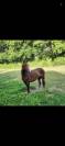 Poney C
