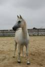 Trakehner – idéal famille, loisir, dressage et saut