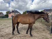 Cheval à vendre 