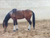 Odin, Lusitanien, cherche nouvelle maison