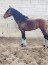 Odin, Lusitanien, cherche nouvelle maison