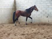 Odin, Lusitanien, cherche nouvelle maison