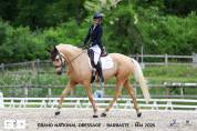 Caballo castrado AES Anglo European Studbook En venta 2021 Palomino