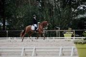 Caballo castrado Westfaliano En venta 2014 Alazán