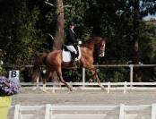 Caballo castrado Westfaliano En venta 2014 Alazán