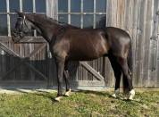 Hongre Dressage par Fursten Look