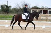 Jument Dressage Experience en compétition 