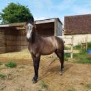 Prometteur sport et repro