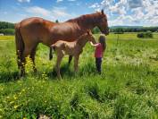 Puledra Origine non conosciuta  In vendita 2025 Baio ,  Calcetines