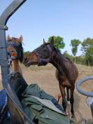 Poney NFC 