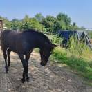 Poney CCE à réserver 