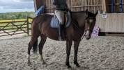 Cheval selle français de 6 ans 