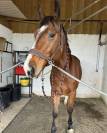 Cheval selle français de 6 ans 