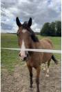 Cheval selle français de 6 ans 