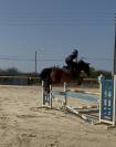 Poney