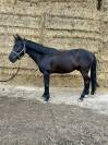 Poney C 11 ans 
