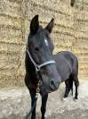 Poney C 11 ans 