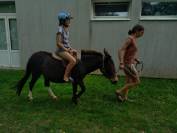 Mule