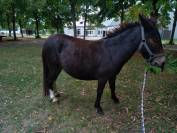 Mule