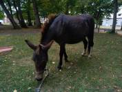 Mule