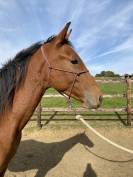 M&acirc;le 2024 par Consul dl vie 