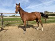 M&acirc;le 2024 par Consul dl vie 