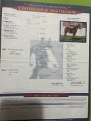 Paint horse 13 anni
