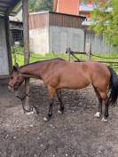 Paint horse 13 anni