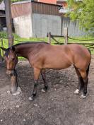Paint horse 13 anni