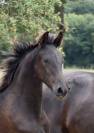 superbe grande pouliche Pure  Arabo-Frison