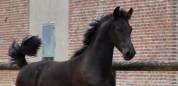 superbe grande pouliche Pure  Arabo-Frison