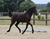 superbe grande pouliche Pure  Arabo-Frison