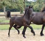 superbe grande pouliche Pure  Arabo-Frison