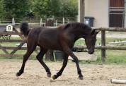 superbe grande pouliche Pure  Arabo-Frison