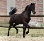 superbe grande pouliche Pure  Arabo-Frison