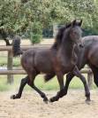 superbe grande pouliche Pure  Arabo-Frison