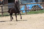 Pouliche Frisonne  à vendre