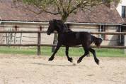 Fleury Blacknight MGC Pouliche Frisonne  &agrave; vendre 1 an