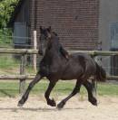 Fleury Blacknight MGC Pouliche Frisonne  &agrave; vendre 1 an
