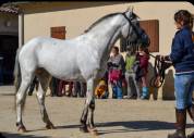 Étalon poney few spot 
