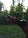Trotteur 2 ans et demi