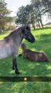 Poney & Ponette 