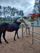 2 places en pension box terrasse