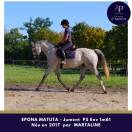 Superbe jument par MARTALINE issue famille d'obstacle