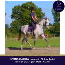 Superbe jument par MARTALINE issue famille d'obstacle
