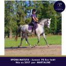 Superbe jument par MARTALINE issue famille d'obstacle