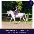 Superbe jument par MARTALINE issue famille d'obstacle