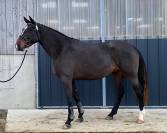 Jument poulinière de 7 ans par Casall à vendre